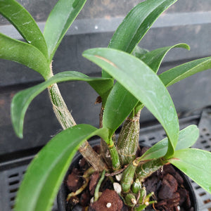 A close-up of a green orchid plant in a black plastic pot filled with brown bark and small white stones, photographed against a dark nursery or greenhouse background.