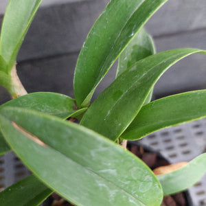Close-up of a green leafy plant with glossy, water-droplet-covered leaves, photographed outdoors against a blurred gray background.