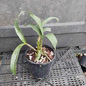 A small green leafy plant in a black plastic nursery pot filled with bark and white stones, placed on a black plastic grid tray.