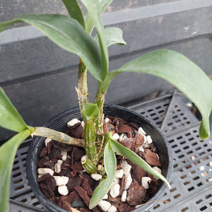A potted Dendrobium orchid plant with green leaves and stems, growing in a black plastic pot filled with bark and white stones, placed on a black plastic nursery tray.