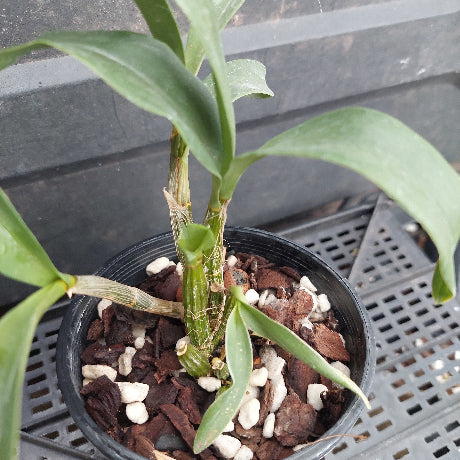 A potted Dendrobium orchid plant with green leaves and stems, growing in a black plastic pot filled with bark and white stones, placed on a black plastic nursery tray.
