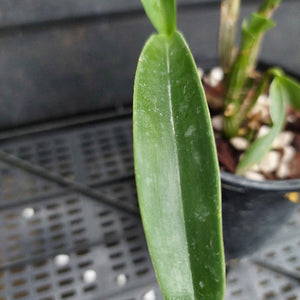 A close-up of a green orchid leaf with white powdery spores or dust, standing in a black plastic pot filled with pebbles and other orchid stems.