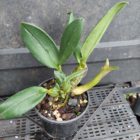 A small potted orchid plant with broad green leaves and a yellowing stem, growing in a black plastic pot filled with bark and pebbles, placed on a black plastic tray.