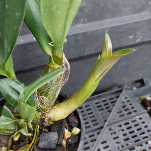 A close-up of a green orchid plant in a black plastic pot, showing a new bud, leaves, and fibrous roots over charcoal and bark substrate, with a dark nursery tray in the background.