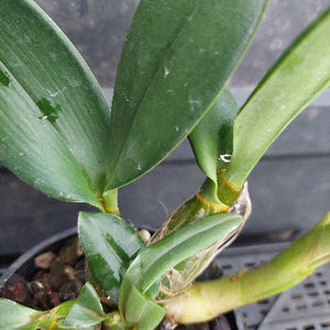 Close-up of a green orchid plant with broad leaves and a pale yellow-orange pseudobulb, growing in a black plastic pot filled with small brown pebbles.