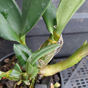 Close-up of a green orchid plant in a black plastic pot, showing broad glossy leaves, a thick green stem, and exposed fibrous roots against a dark gray background.