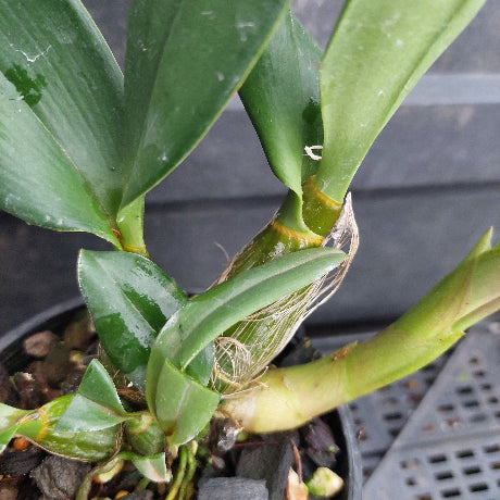 Close-up of a green orchid plant in a black plastic pot, showing broad glossy leaves, a thick green stem, and exposed fibrous roots against a dark gray background.