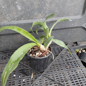 Orchid Dendrobium