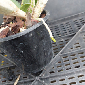 A close-up of a potted orchid plant in a black plastic nursery pot, sitting on a black plastic tray. The pot contains bark and soil, with green leaves and a white aerial root visible.