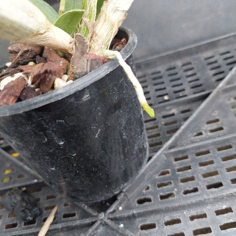 A close-up of a potted orchid plant in a black plastic nursery pot, sitting on a black plastic tray. The pot contains bark and soil, with green leaves and a white aerial root visible.
