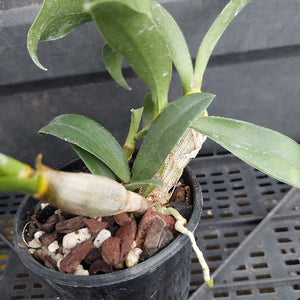 A close-up of a potted orchid plant with green leaves, a pale bulb, and visible roots in a black nursery pot filled with bark and white stones, sitting on a black plastic tray.