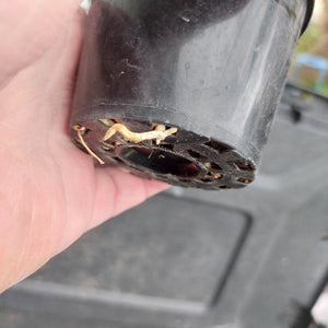 A close-up of a hand holding the bottom of a black plastic nursery pot or container, showing the perforated drainage holes and small dried plant debris inside.