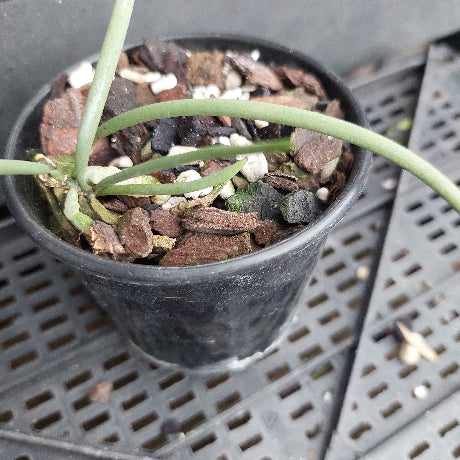 A close-up of a green trailing plant growing in a black plastic nursery pot filled with bark and small white stones, placed on a gray plastic greenhouse tray.