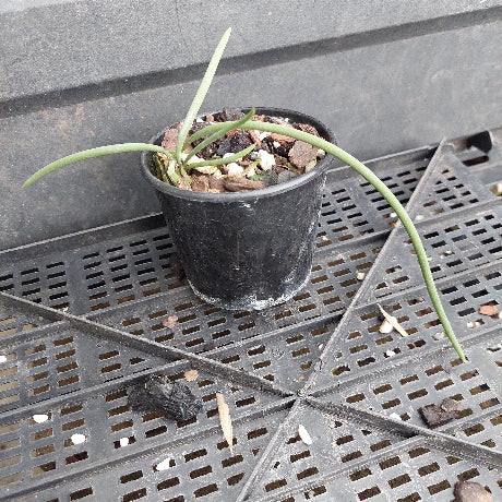 Dendrobium teretifolium x Den. teretifolium Seedling 80mm Advanced Orchid #4