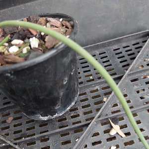 A close-up of a potted orchid with a long green stem resting over a black plastic nursery pot filled with bark and perlite, placed on a black plastic tray.