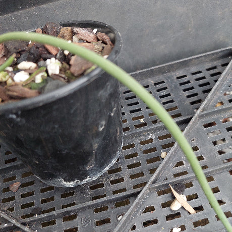 A close-up of a potted orchid with a long green stem resting over a black plastic nursery pot filled with bark and perlite, placed on a black plastic tray.