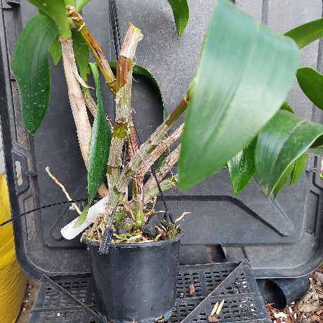 A potted Dendrobium orchid plant with green leaves and brown rhizomes in a black plastic nursery pot, photographed in a greenhouse or nursery setting against a black plastic crate.