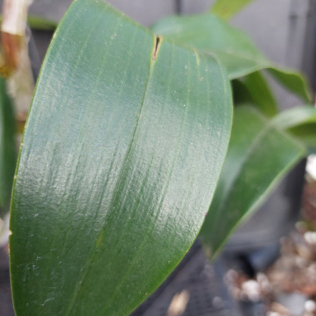 A close-up of a large, glossy green leaf with prominent veins, set against a blurred background of other plants and potting material.