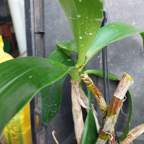 A close-up of a green orchid plant with broad leaves and brown pseudobulbs, photographed against a dark container or greenhouse background.