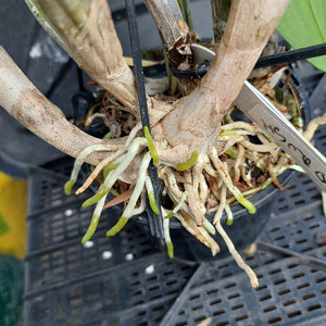 Close-up of a potted orchid with thick tan pseudobulbs and many pale green to cream roots emerging from the black plastic pot, with a small metal tag visible.