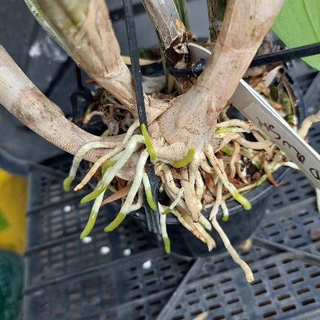 Close-up of a potted orchid with thick tan pseudobulbs and many pale green to cream roots emerging from the black plastic pot, with a small metal tag visible.
