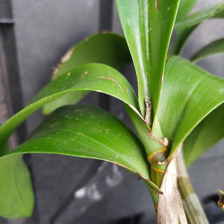 Dendrobium Australian Goldrush 140mm Division Orchid #6
