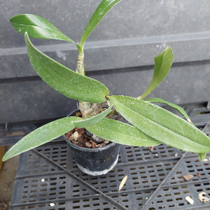 A small potted green orchid plant with long glossy leaves in a black plastic nursery pot, placed on a black plastic tray against a dark gray background.