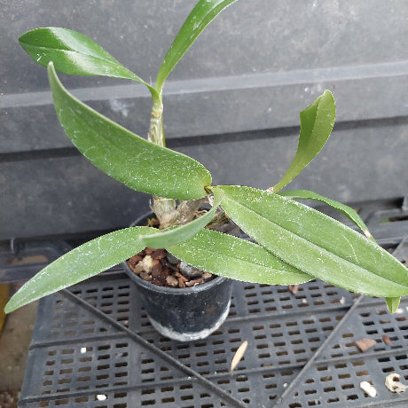 A small potted green orchid plant with long glossy leaves in a black plastic nursery pot, placed on a black plastic tray against a dark gray background.