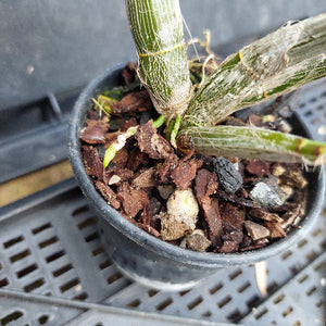 A close-up of a potted orchid plant with green stem and leaves, growing in bark and small stones inside a black plastic nursery pot on a gray plastic tray.