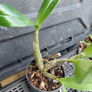 A small potted orchid plant with green leaves and a thick green pseudobulb, growing in a black plastic pot filled with bark and pebbles, photographed against a dark plastic nursery tray.