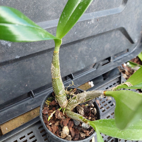 A small potted orchid plant with green leaves and a thick green pseudobulb, growing in a black plastic pot filled with bark and pebbles, photographed against a dark plastic nursery tray.
