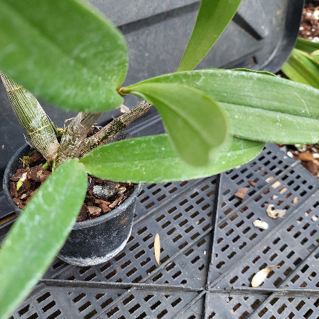 A potted orchid plant with broad green leaves and a brown stem, shown in a black plastic nursery pot on a black plastic grid tray.