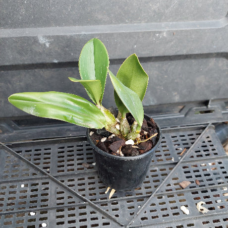 A small green leafy plant in a black plastic nursery pot filled with bark, placed on a black plastic grid tray against a dark gray background.