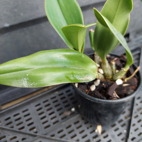 A small potted green orchid plant in a black plastic nursery pot, photographed on a black plastic tray.
