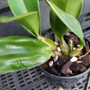 A close-up of a potted orchid plant with glossy green leaves and visible rhizomes in dark bark and white stones, sitting on a black plastic tray.
