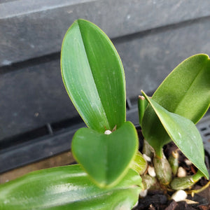 Close-up of a green orchid plant with broad, glossy leaves growing in a small pot with pebbles and dark soil, set against a dark gray background.