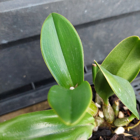 Close-up of a green orchid plant with broad, glossy leaves growing in a small pot with pebbles and dark soil, set against a dark gray background.