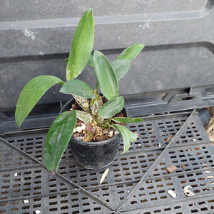 A small potted orchid plant with green leaves in a black plastic nursery pot, placed on a black plastic grid tray.