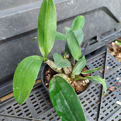 A small potted orchid plant with glossy green leaves, growing in a black plastic nursery pot on a black plastic tray.