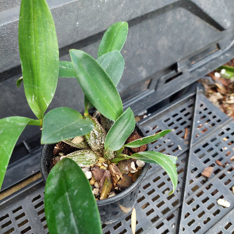 A small potted orchid plant with glossy green leaves growing in a black plastic nursery pot filled with bark and small stones, placed on a black plastic tray.