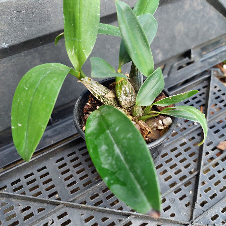 A small potted orchid plant with glossy green leaves in a black plastic nursery pot, placed on a black plastic greenhouse tray.