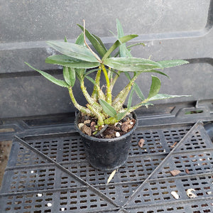A small potted green plant with multiple leaves in a black plastic nursery pot, placed on a black plastic greenhouse tray.
