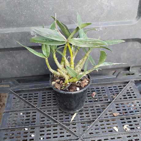 A small potted green plant with multiple leaves in a black plastic nursery pot, placed on a black plastic greenhouse tray.
