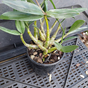 A potted Dendrobium orchid plant with green leaves and stems, growing in a black plastic pot filled with bark and small stones, placed on a black plastic nursery tray.