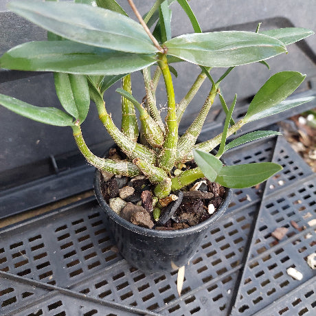 A potted Dendrobium orchid plant with green leaves and stems, growing in a black plastic pot filled with bark and small stones, placed on a black plastic nursery tray.