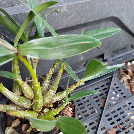 A close-up of a green Dendrobium orchid plant with striped green and tan pseudobulbs and leaves, growing in a black plastic nursery tray.