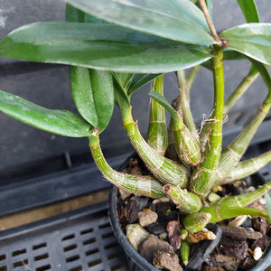 A close-up of a green Dendrobium orchid plant in a black plastic pot with bark and small stones, photographed against a dark background.