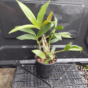 A potted green plant with broad leaves in a black nursery pot, placed on a black plastic tray against a dark background.