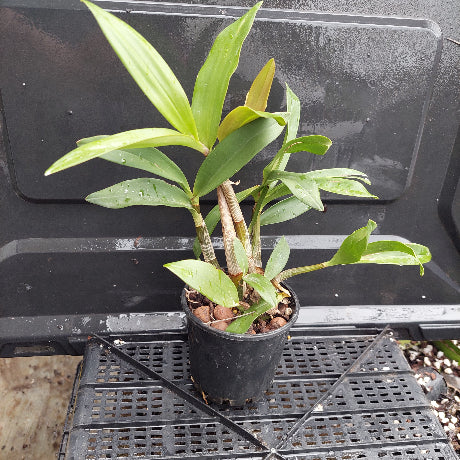 A potted green plant with broad leaves in a black nursery pot, placed on a black plastic tray against a dark background.