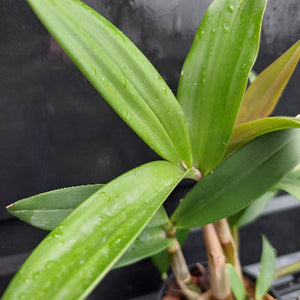Close-up of a green bamboo-like plant with long glossy leaves covered in water droplets, photographed against a dark background.